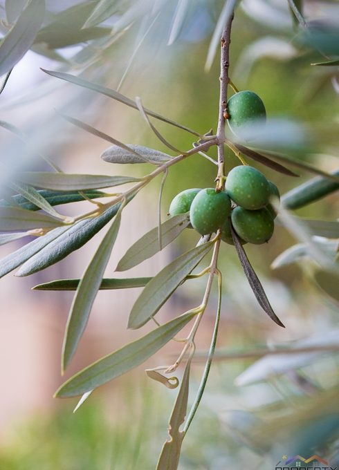 casa-sierra-holiday-villa-alhaurin-el-grande-spain-131